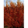 CARPINUS betulus ORANGE RETZ