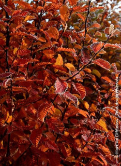 CARPINUS betulus ORANGE RETZ