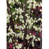 CERCIS canadensis ROYAL WHITE
