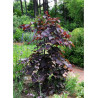 CERCIS canadensis RUBY FALLS