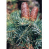 ABIES concolor