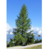 LARIX decidua