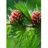 LARIX decidua