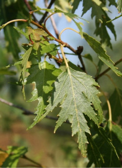 BETULA verrucosa DALECARLICA