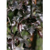 BETULA verrucosa PURPUREA
