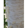 BETULA verrucosa FASTIGIATA