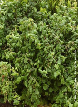 CORYLUS avellana CONTORTA