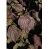 CORYLUS avellana RED MAJESTIC