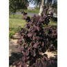 CORYLUS avellana RED MAJESTIC