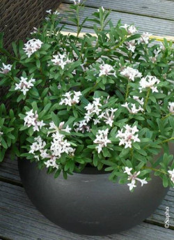DAPHNE transatlantica ETERNAL FRAGRANCE