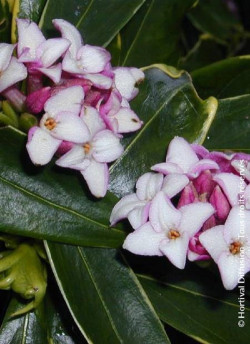DAPHNE odora AUREOMARGINATA
