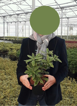 DAPHNE odora AUREOMARGINATA En pot de 2-3 litres