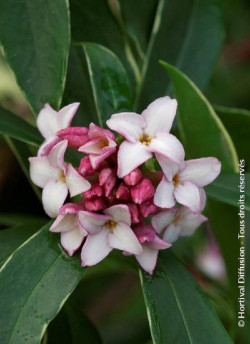 DAPHNE odora AUREOMARGINATA