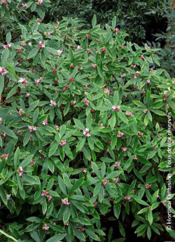 DAPHNE odora AUREOMARGINATA