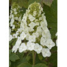 HYDRANGEA quercifolia RUBY SLIPPERS