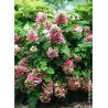 HYDRANGEA quercifolia RUBY SLIPPERS
