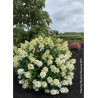HYDRANGEA paniculata FIRE LIGHT