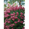 HYDRANGEA paniculata FIRE LIGHT