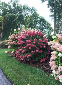 HYDRANGEA paniculata FIRE LIGHT