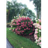 HYDRANGEA paniculata FIRE LIGHT