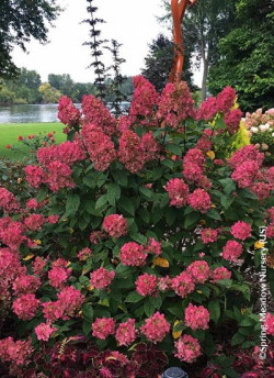 HYDRANGEA paniculata FIRE LIGHT