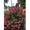 HYDRANGEA paniculata FIRE LIGHT