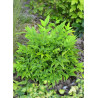 NANDINA domestica MAGICAL  LEMON-LIME