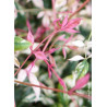 NANDINA domestica TWILIGHT