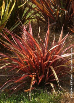 PHORMIUM RAINBOW MAIDEN