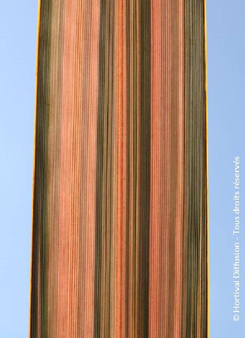 PHORMIUM PINK PANTHER