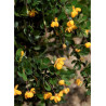 BERBERIS buxifolia NANA