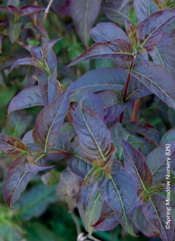 DIERVILLA rivularis KODIAK BLACK