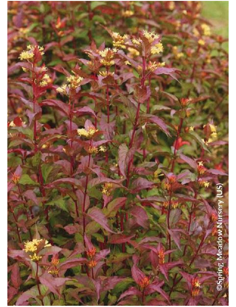 DIERVILLA splendens KODIAK RED