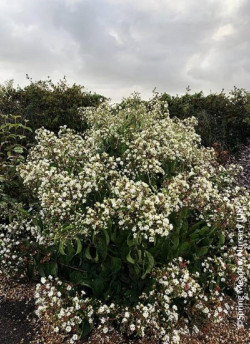 HEPTACODIUM miconioides TEMPLE OF BLOOM 