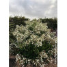 HEPTACODIUM miconioides TEMPLE OF BLOOM 