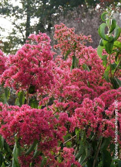 HEPTACODIUM miconioides TEMPLE OF BLOOM 