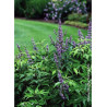 VITEX agnus-castus BLUE DIDDLEY
