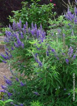 VITEX agnus-castus BLUE DELTA BLUES