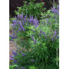 VITEX agnus-castus BLUE DELTA BLUES