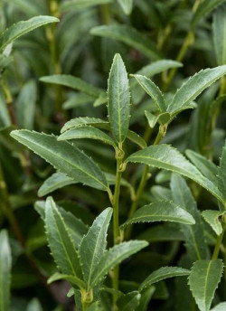 PRUNUS laurocerasus SOFIA