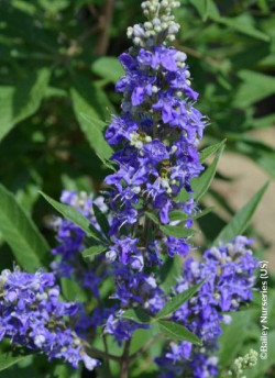 VITEX agnus-castus BLUE PUFFBALL