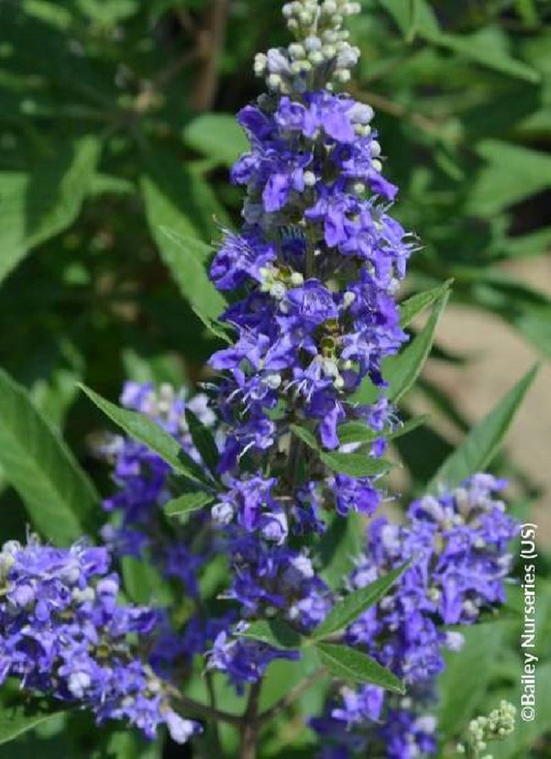 VITEX agnus-castus BLUE PUFFBALL