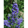 VITEX agnus-castus BLUE PUFFBALL