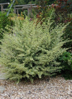 LIGUSTRUM ibota MUSLI