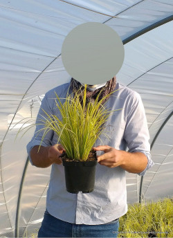 ACORUS gramineus OGON En pot de 2-3 litres