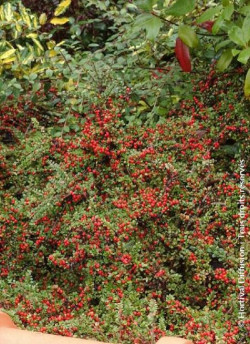 COTONEASTER horizontalis