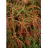 COTONEASTER horizontalis