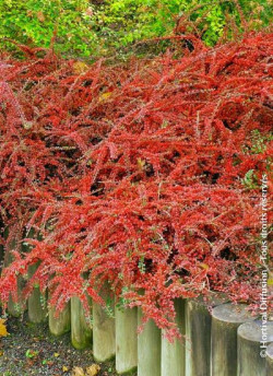 COTONEASTER horizontalis
