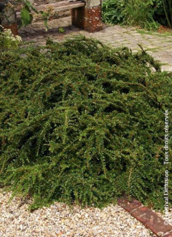 COTONEASTER radicans EICHHOLZ