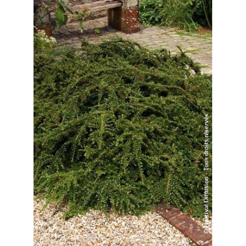 COTONEASTER radicans EICHHOLZ